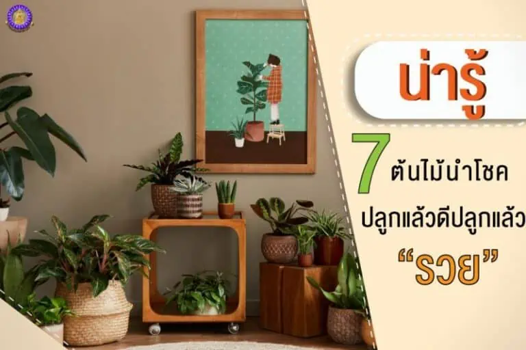 ต้นไม้นำโชค