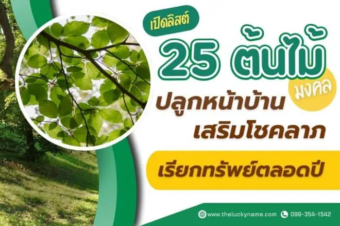 เปิดลิสต์ 25 ต้นไม้มงคลปลูกหน้าบ้าน เสริมโชคลาภ เรียกทรัพย์ตลอดปี